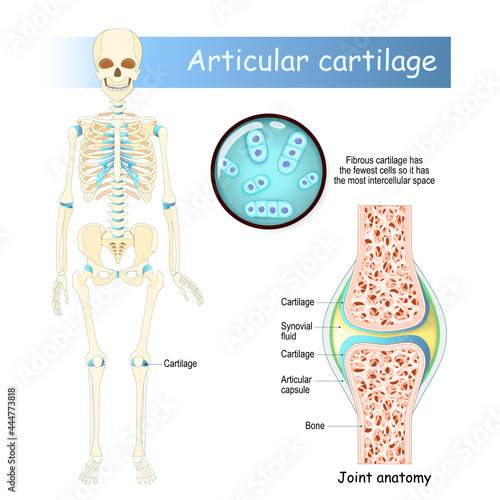 Cartilage. Human skeleton, cells and joint photo