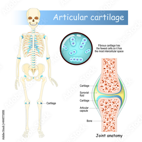 Cartilage. Human skeleton, cells and joint