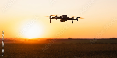Drone flies over a wheat field. Smart farming and precision agriculture