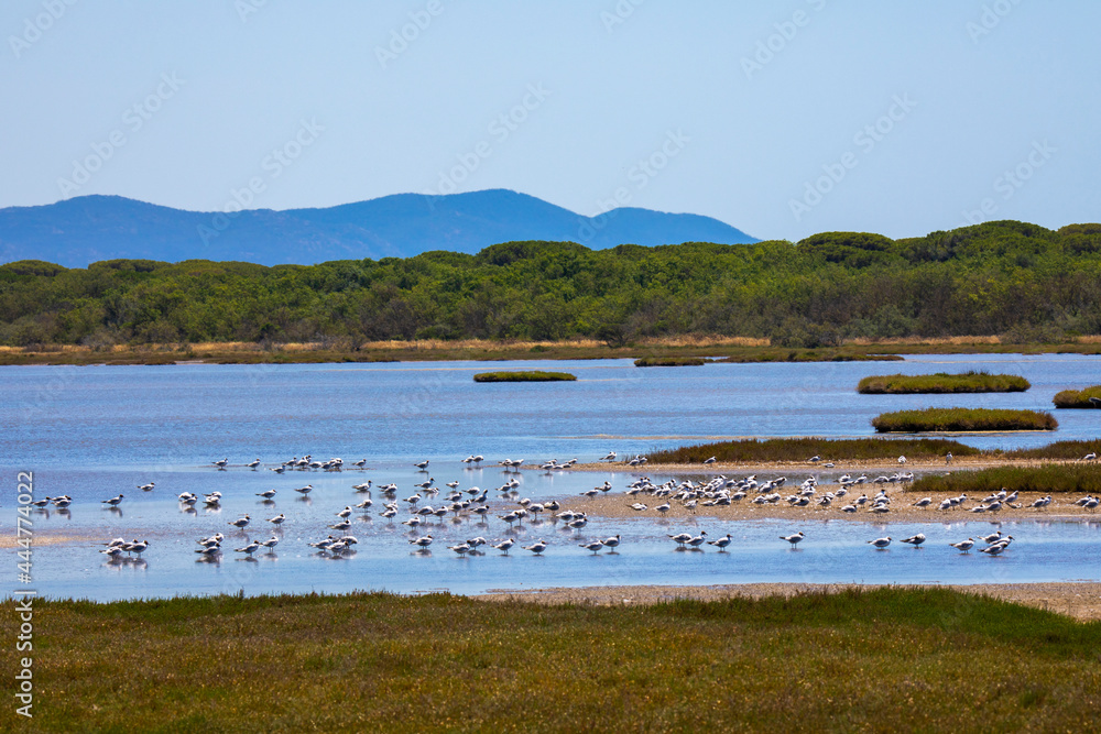 nature reserve in Tuscany with many common seagulls