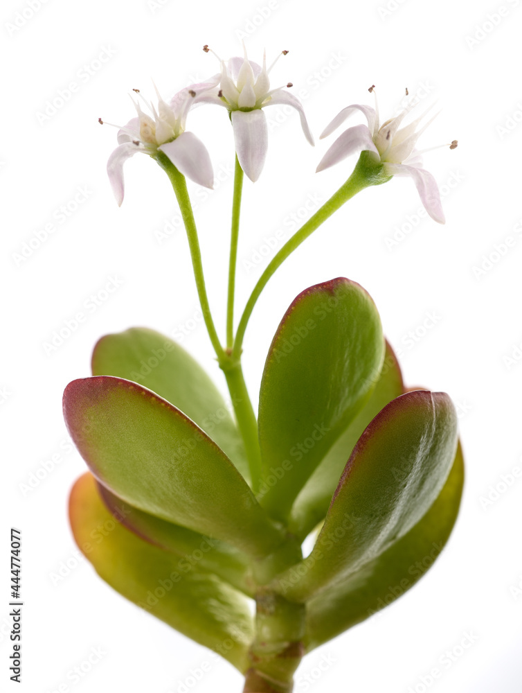 Crassula portulacea branch with flowers