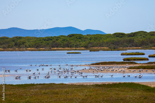 Fototapeta Naklejka Na Ścianę i Meble -  nature reserve in Tuscany with many common seagulls