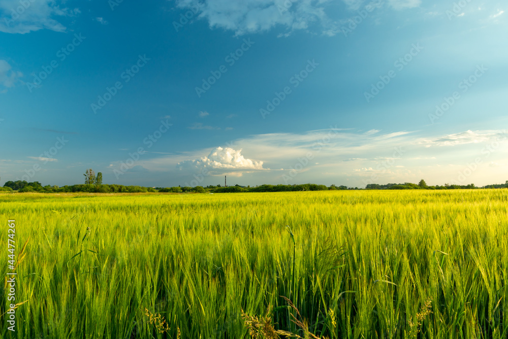 Green barley field and cloud on blue sky