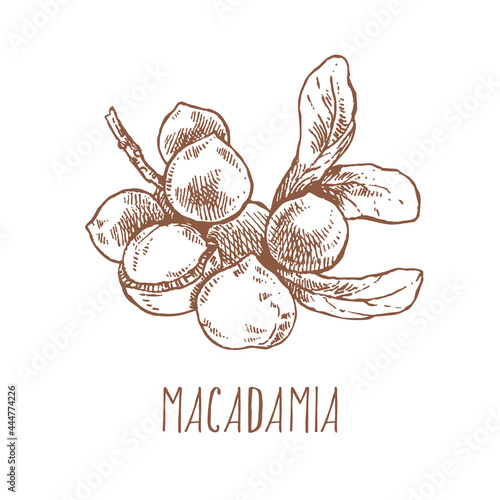 Hand drawn vector macadamia nut core branch