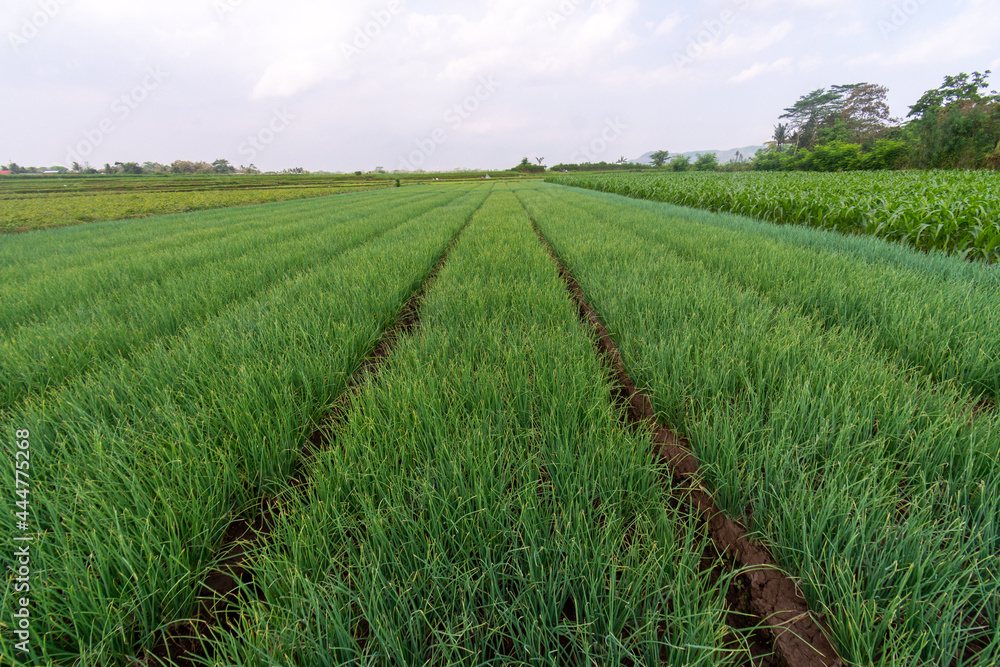 Bunch of onions with green leaves and white roots on brown soil in the field farm Bunch of onions with green leaves and white roots on brown soil in the field farm
