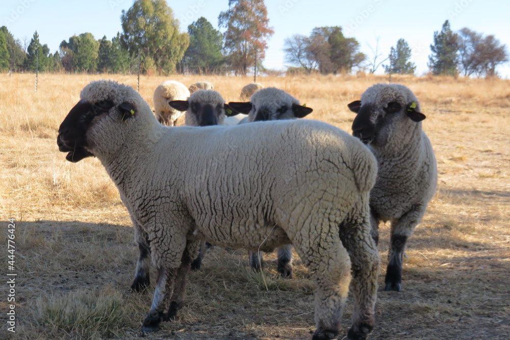 A closeup photograph of the front view of three sheep standing next to each other while one sheep is standing in front of them all sideways A closeup photograph of the front view of three sheep standing next to each other while one sheep is standing in front of them all sideways