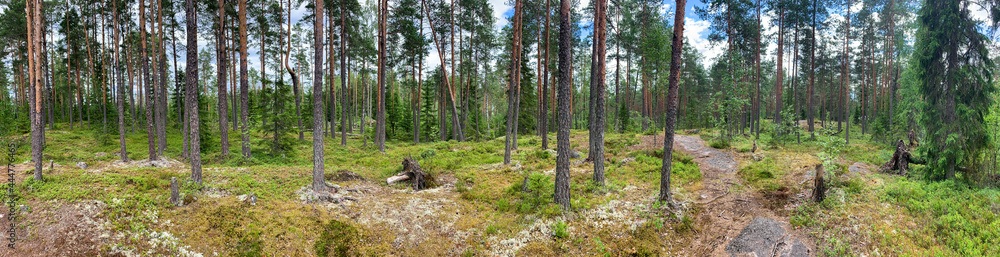 Wide panorama of the forest edge with high mast pines on stones and rocks. Everything is covered in moss. Hiking trails on the stones. Karelia. North. Wide panorama of the forest edge with high mast pines on stones and rocks. Everything is covered in moss. Hiking trails on the stones. Karelia. North.