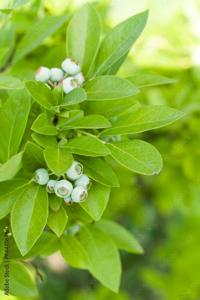Close-up of a blueberry branch