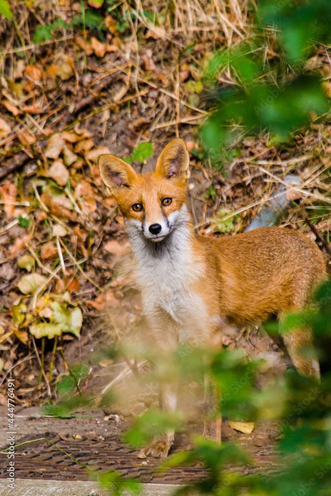 Young Fox Cub curiosity gets the better of it in Surrey, UK Young Fox Cub curiosity gets the better of it in Surrey, UK