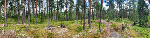 Wide panorama of the forest edge with high mast pines on stones and rocks. Everything is covered in moss. Hiking trails on the stones. Karelia. North.