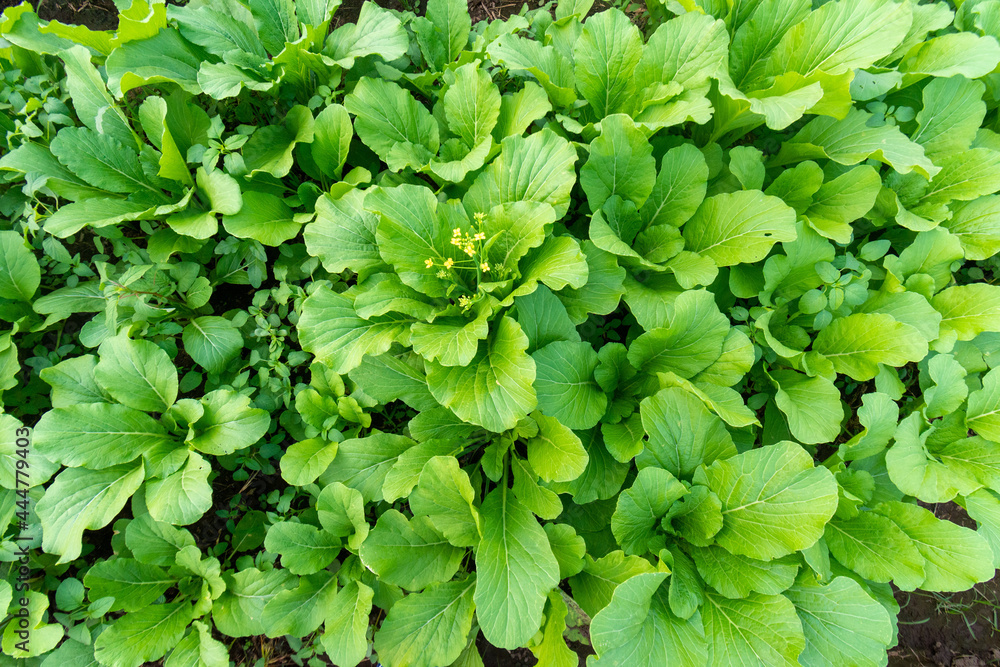 Green leaf mustard in growth at vegetable Green leaf mustard in growth at vegetable