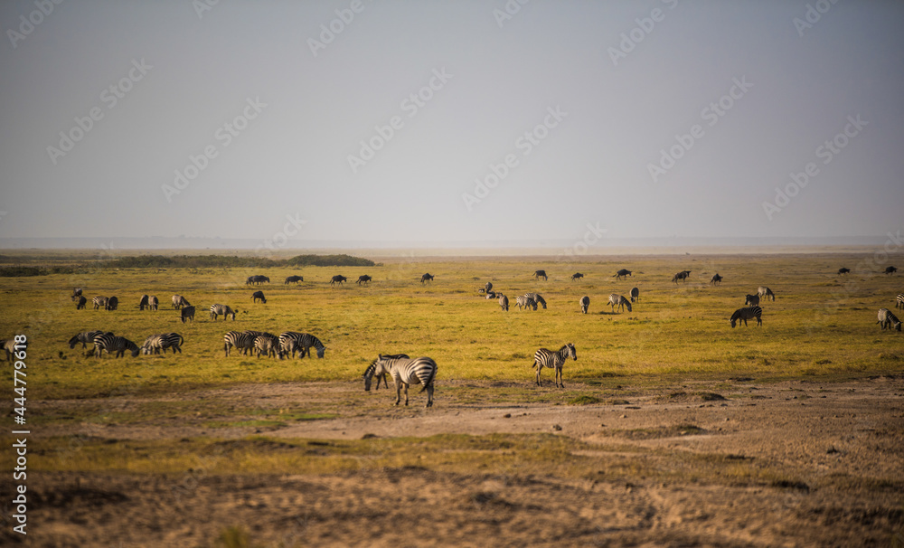 A herd of zebras and wildebeest in the wetlands of the wild African savannah in Amboseli National Park