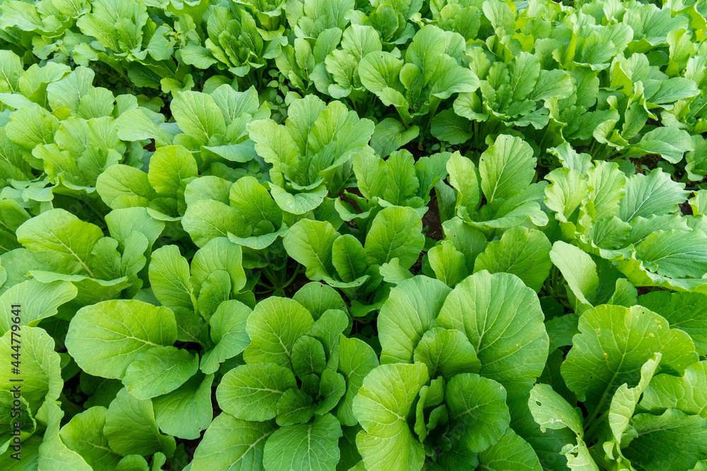 Green leaf mustard in growth at vegetable Green leaf mustard in growth at vegetable