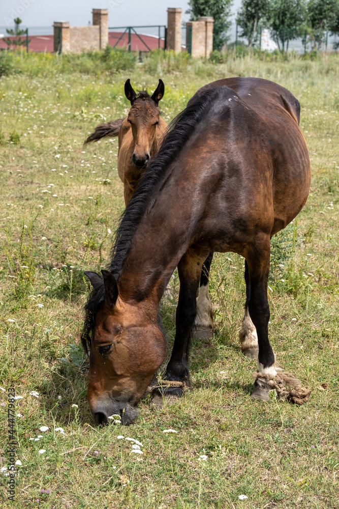 Fototapeta premium horse and foal