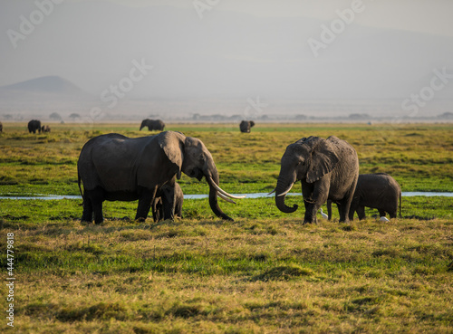 Elephants family eats grass in the wild African savannah wetland in Amboseli National Park