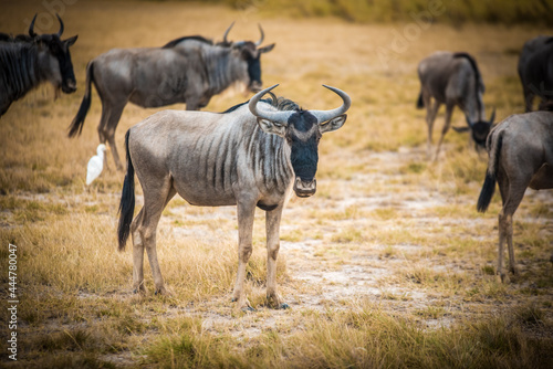 Fototapeta Naklejka Na Ścianę i Meble -  A herd of wildebeest in the wild African savannah - Amboseli 
