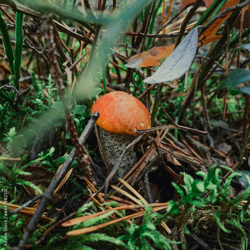Leccinum aurantiacum in forest. Mushrooms searching and picking in forest. Leccinum aurantiacum is edible mushroom. Healthy and delicious food Leccinum aurantiacum in forest. Mushrooms searching and picking in forest. Leccinum aurantiacum is edible mushroom. Healthy and delicious food