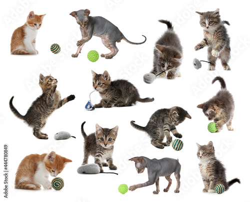 Adorable kittens playing with toys on white background, collage. Lovely pet
