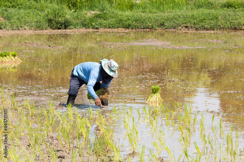 farmer is transplant rice seedlings in water-filled fields