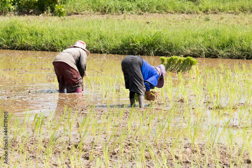 farmer is transplant rice seedlings in water-filled fields