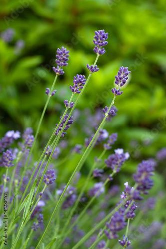 Close-up of purple lavender flowers