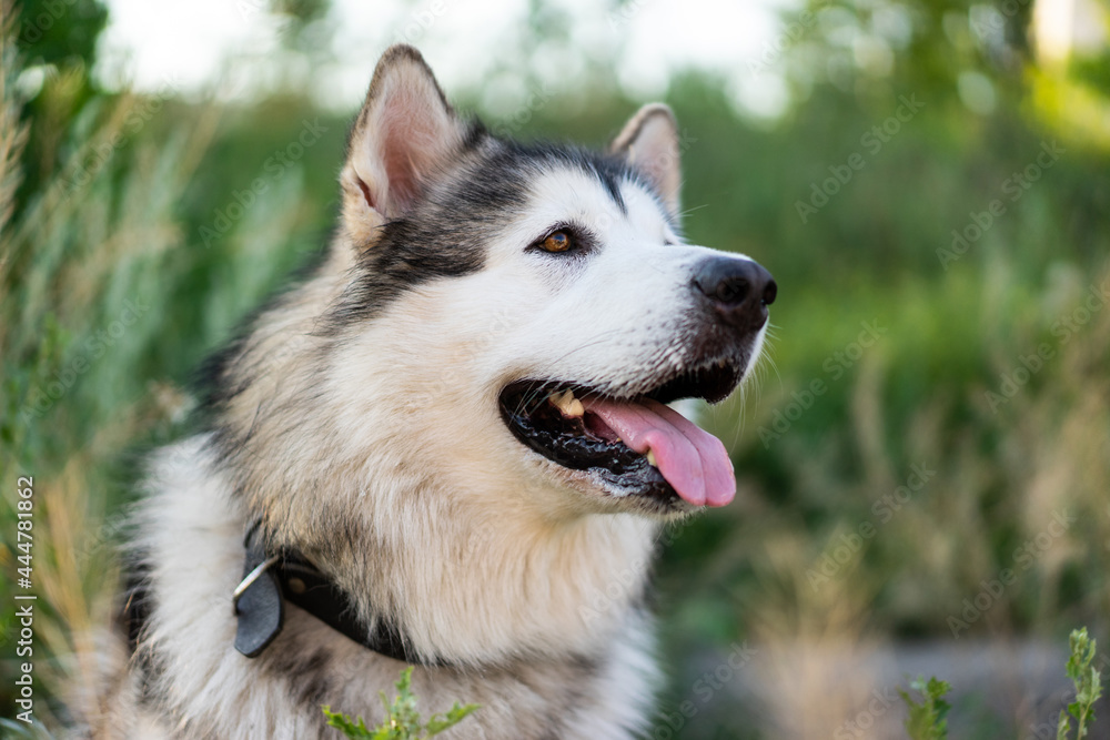 Adorable husky dog with tonque out portrait in the grass in field with blurred background. Beautiful doggy with incredible eyes in summertime feels hot