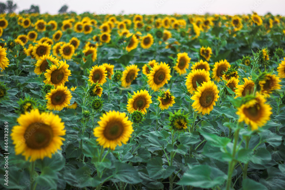 field of sunflowers in the summer field of sunflowers in the summer