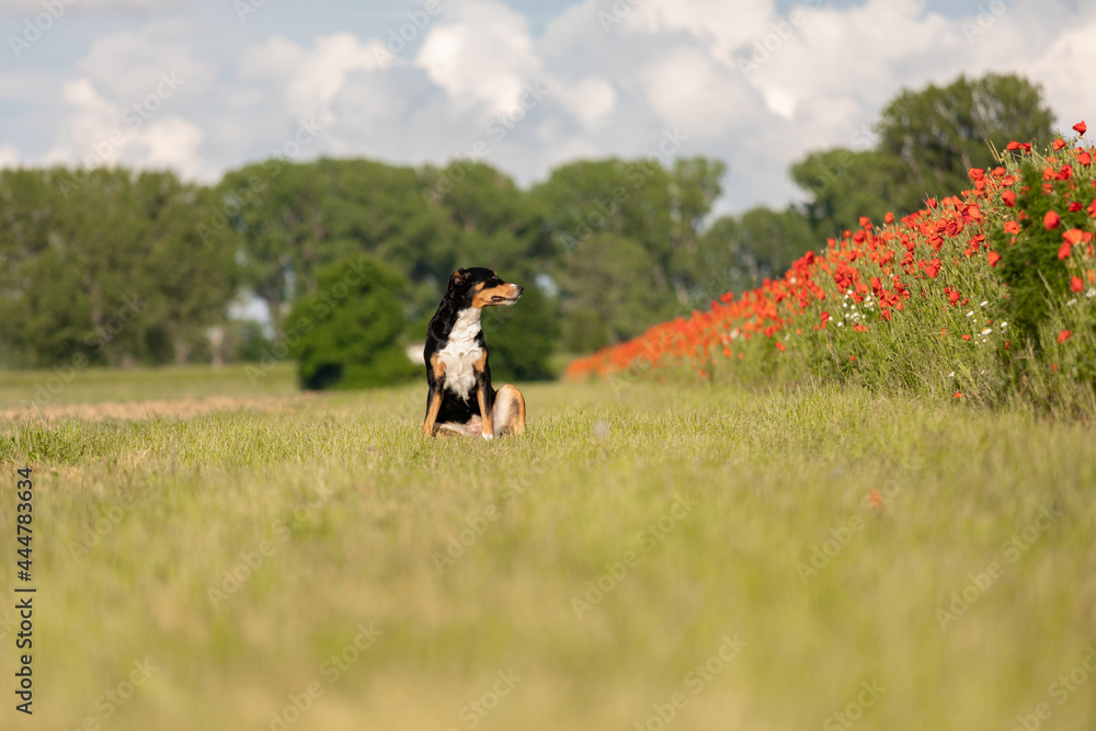 Happy Dog sit on green field. Appezeller Sennenhund Happy Dog sit on green field. Appezeller Sennenhund