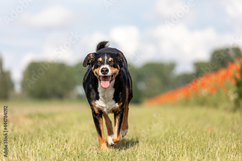 dog is running with floppy ears, appenzeller sennenhund