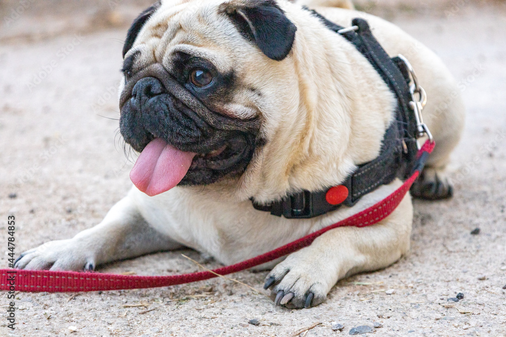 Cute little pug with a red leash lying on the side of a street.