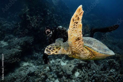The Hawksbill sea turtle  Eretmochelys imbricata . Underwater Red Sea seascape. Coral reef near Makadi Bay  Egypt