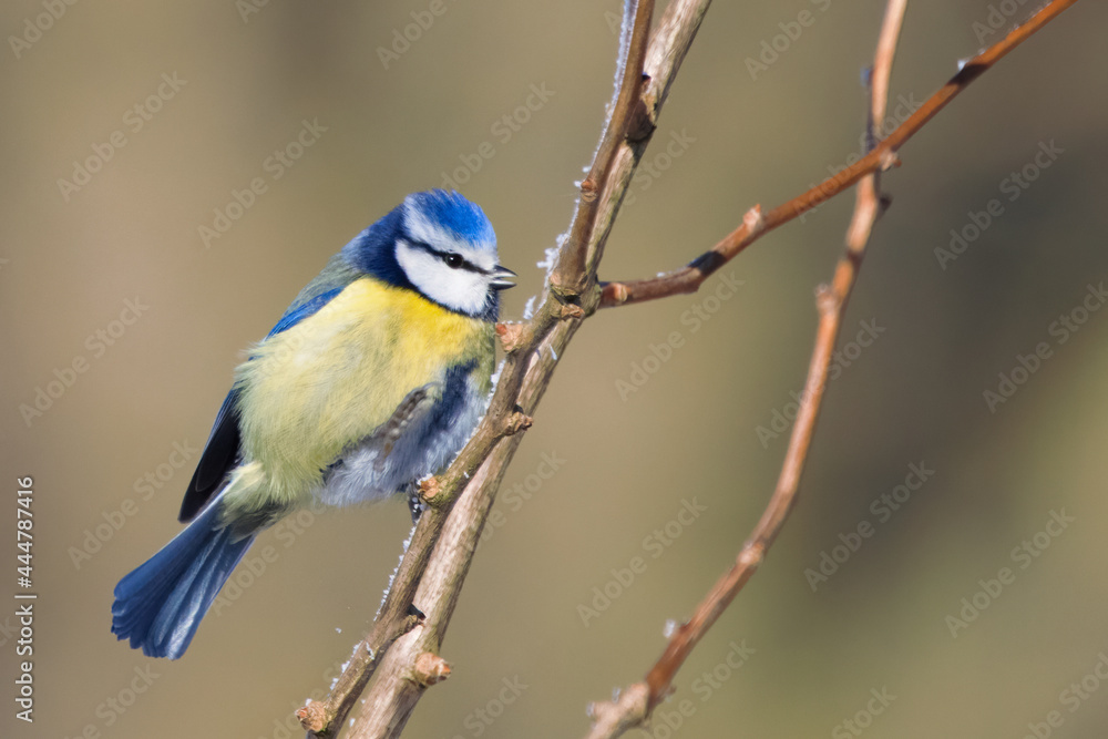 Portrait of eurasian blue tit caeruleus cyanistes perched on branch Portrait of eurasian blue tit caeruleus cyanistes perched on branch