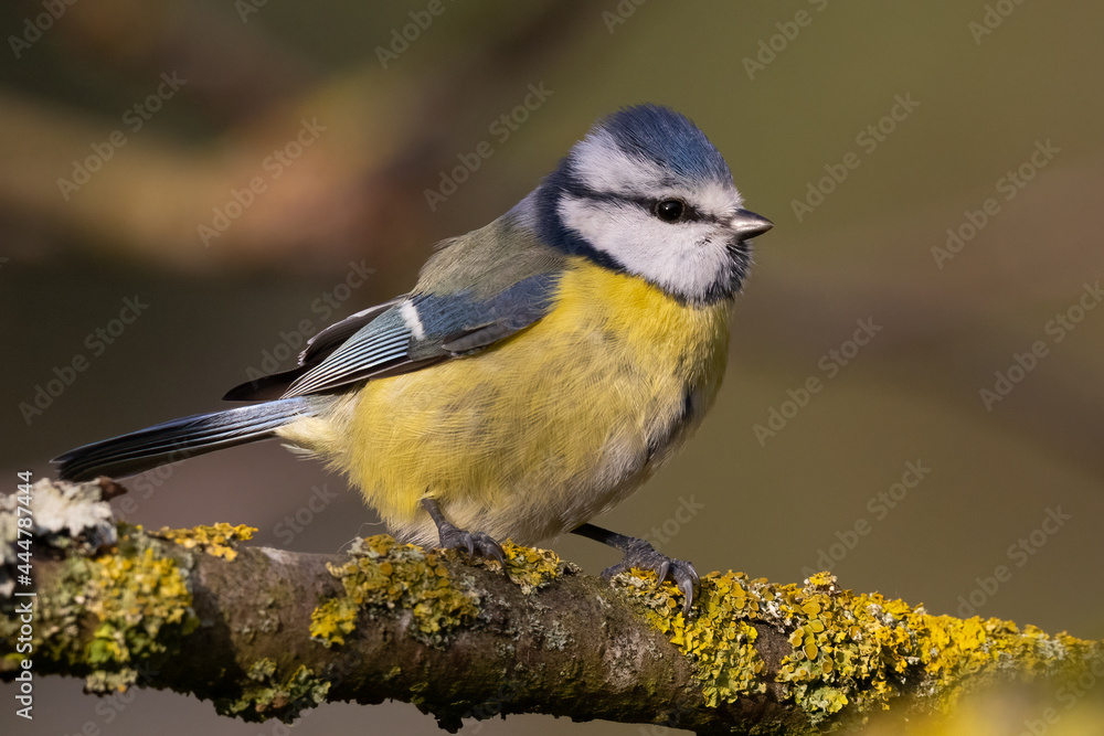 Portrait of eurasian blue tit caeruleus cyanistes perched branch Portrait of eurasian blue tit caeruleus cyanistes perched branch
