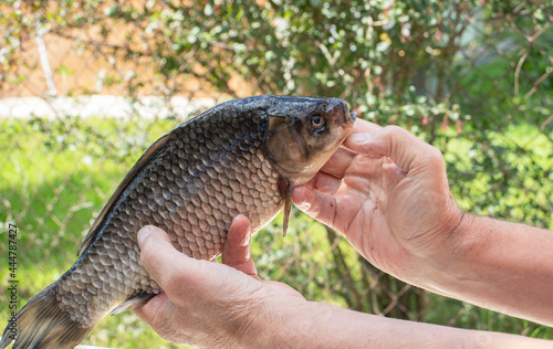 fresh crucian carp in the hands of a fisherman