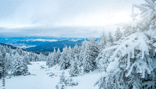 Picturesque winter landscape from mountain with snowy pine trees