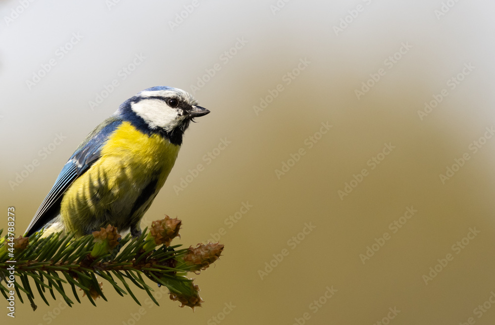 Fototapeta premium Portrait of eurasian blue tit caeruleus cyanistes perched on spruce branch