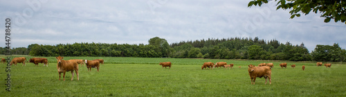 red cows in the meadow