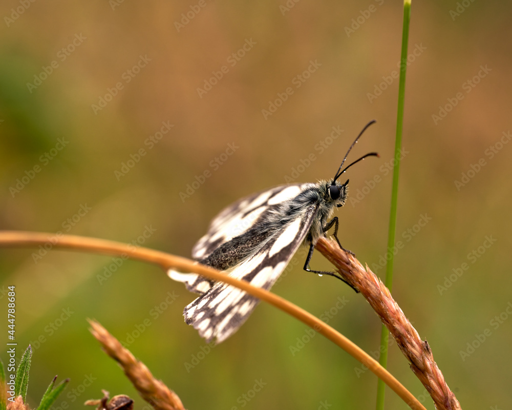 Obraz premium Papillon