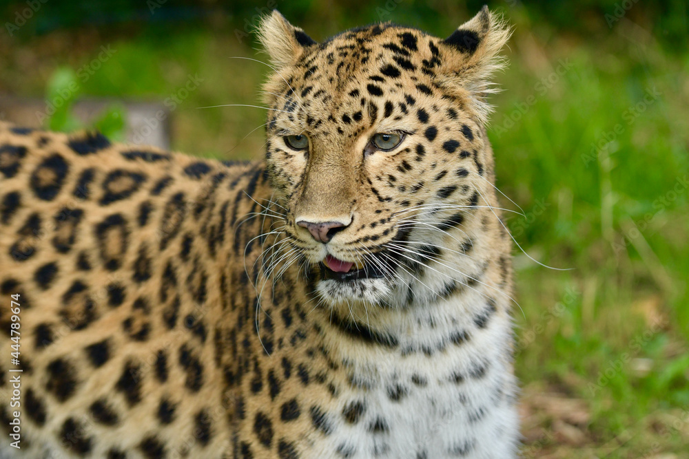 Fototapeta premium Portrait of the very rare Amur Leopard of the Lyon zoo in France. There are only around 20 specimens in freedom.