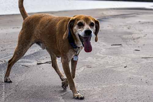 beagle dog on the beach