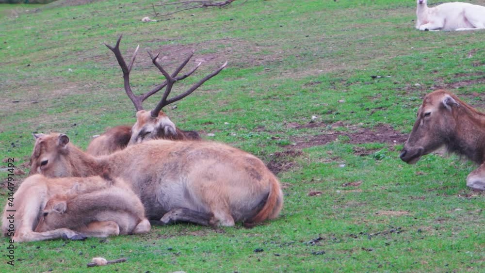 Formosan Sika Deer group family with babies lying on the green grass 4K close up