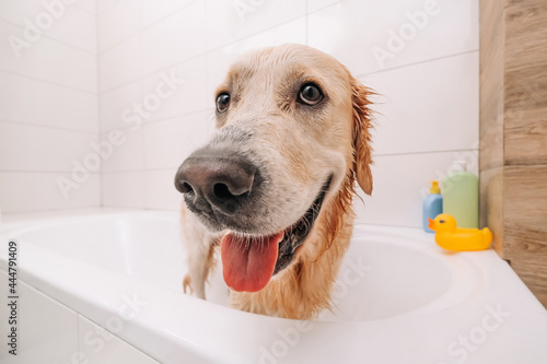 Closeup portrait of face of adorable golden retriever dog with tonque out in the bath looking at the camera. Funny wet doggy pet after cleaning. Cute labrador after shower