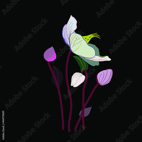 vector illustration of hand drawn beautiful flower in Colors l on  black backgound. For graphic design and wedding and postcards 