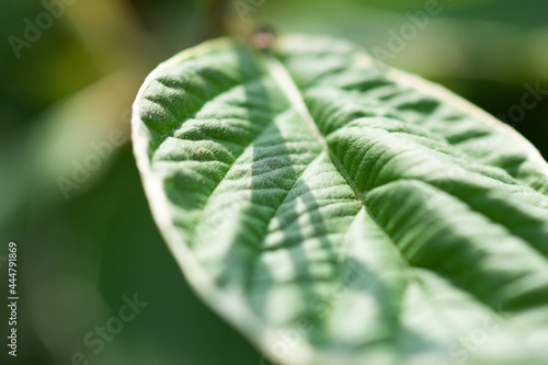 Young green leaf plants close-up, used as a background