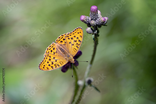 Violet pearl butterfly sitting on a flower of a plant. © Martin