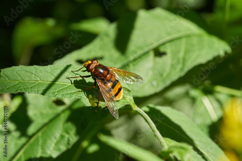 Hornet Hoverfly- Volucella zonaria nature closeup  © Barta