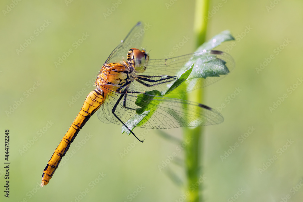 Dragonfly hold on dry branches and copy space .Dragonfly in the nature. Dragonfly in the nature habitat. Beautiful nature scene with dragonfly outdoor.a background wallpaper. Dragonfly hold on dry branches and copy space .Dragonfly in the nature. Dragonfly in the nature habitat. Beautiful nature scene with dragonfly outdoor.a background wallpaper.