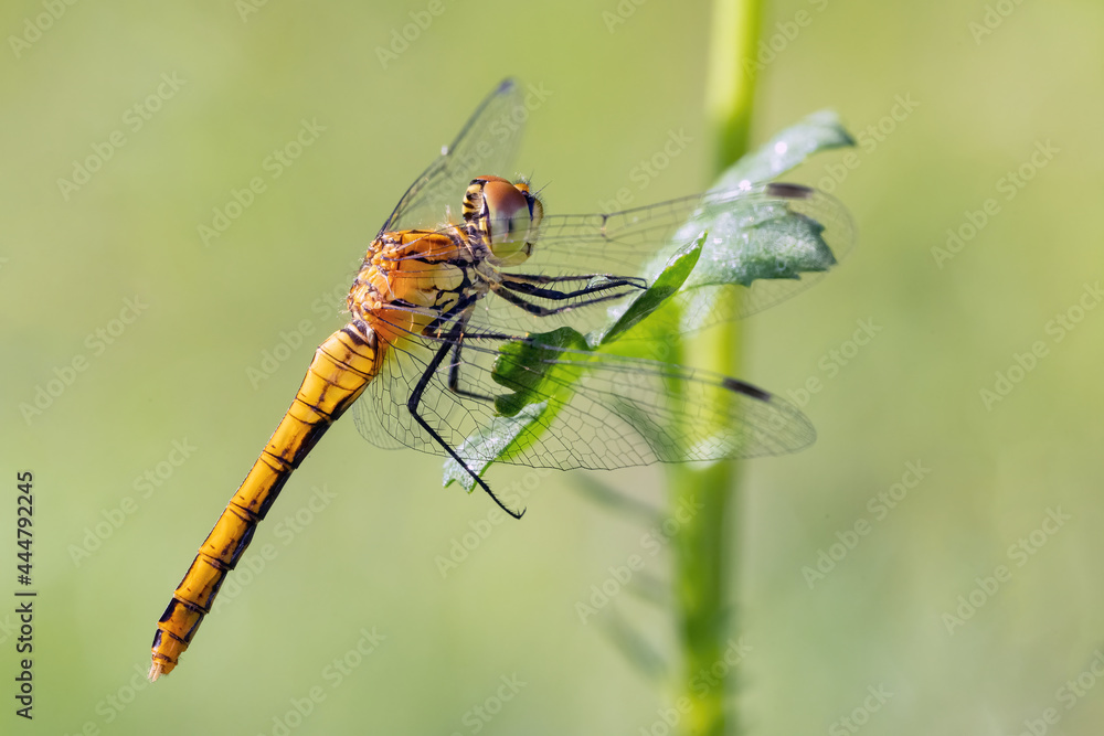 Dragonfly hold on dry branches and copy space .Dragonfly in the nature. Dragonfly in the nature habitat. Beautiful nature scene with dragonfly outdoor.a background wallpaper.