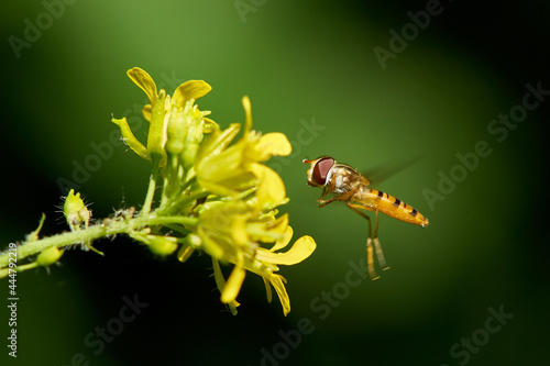 Photography Hoverfly closeup nature photography