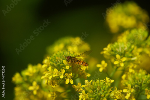 Hoverfly closeup nature photography © Barta